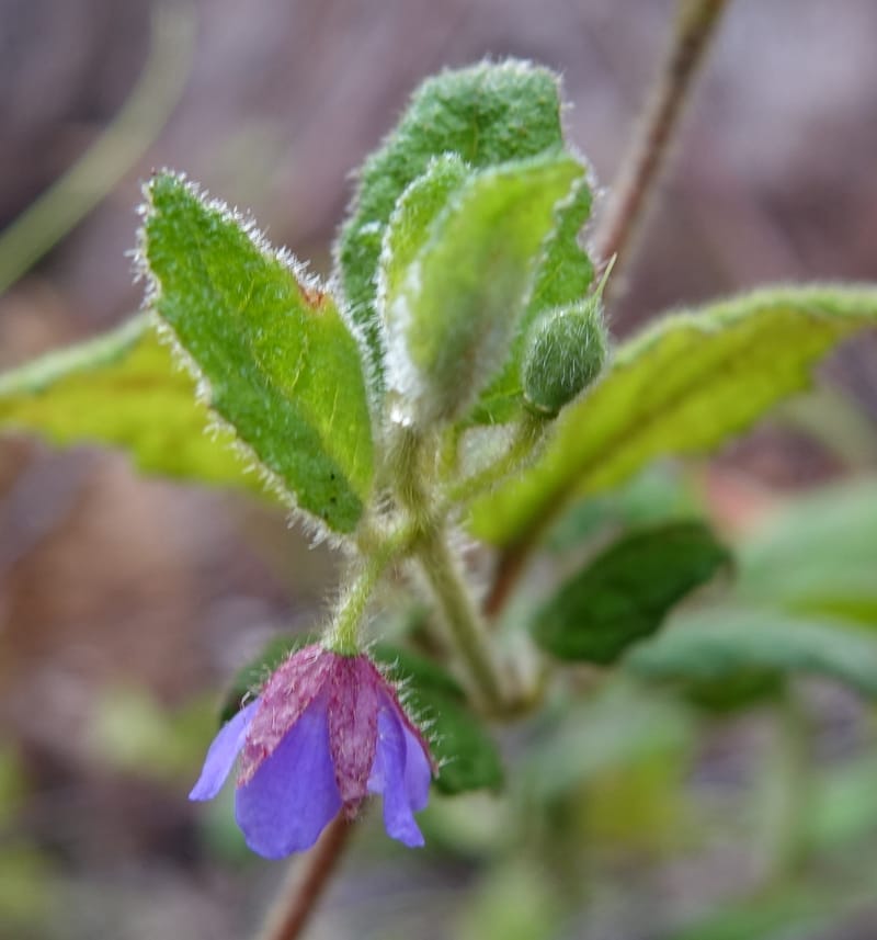 Tremandra stelligera, Davidson, C 13511--Australia. W.A. Valley of the Giants Rd. 29 Oct 2016. DSC06689 (86).JPG
