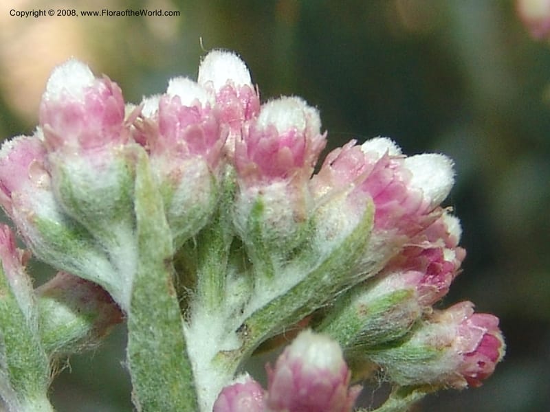 Antennaria rosea, CDavidson11091--ID. Idaho Co. Warren Wagon Rd., Sesesh Meadow. 8 Jul 07. 043.jpg