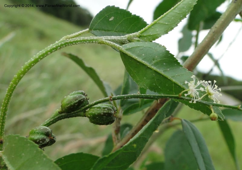 Croton, Stevens,  W. D 310315, Transchaco, 13 Mar 2011 3 (12).JPG