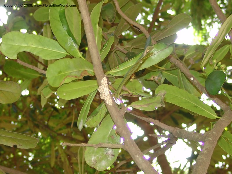 Brexia madagascariensis--Madag. Antananarivo. Parc Bot. Zool. Tsimbazaza. 25 Jan 06. 054.jpg