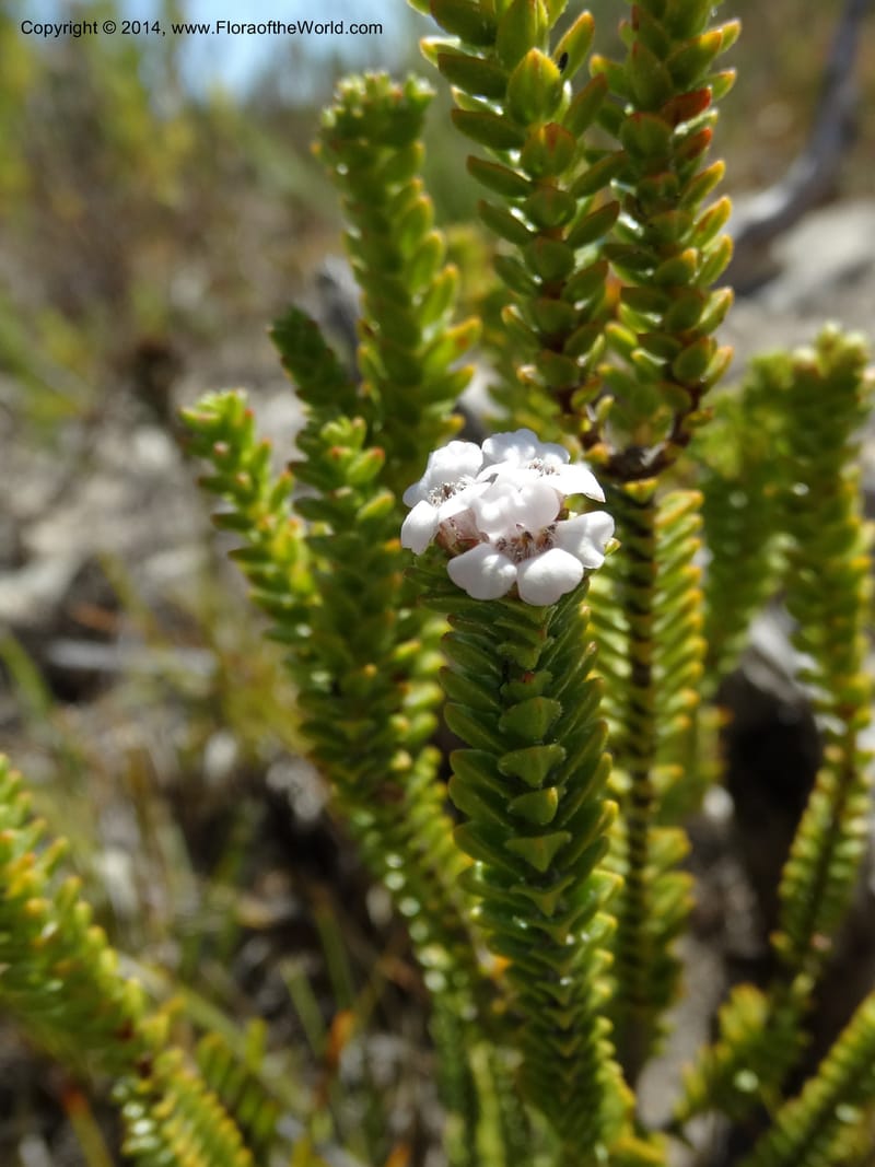 Euchaetis, Davidson, C 12300--South Africa. Western Cape. De Hoop Nature Res. 22 Jan 2014. DSC01681 (70).JPG