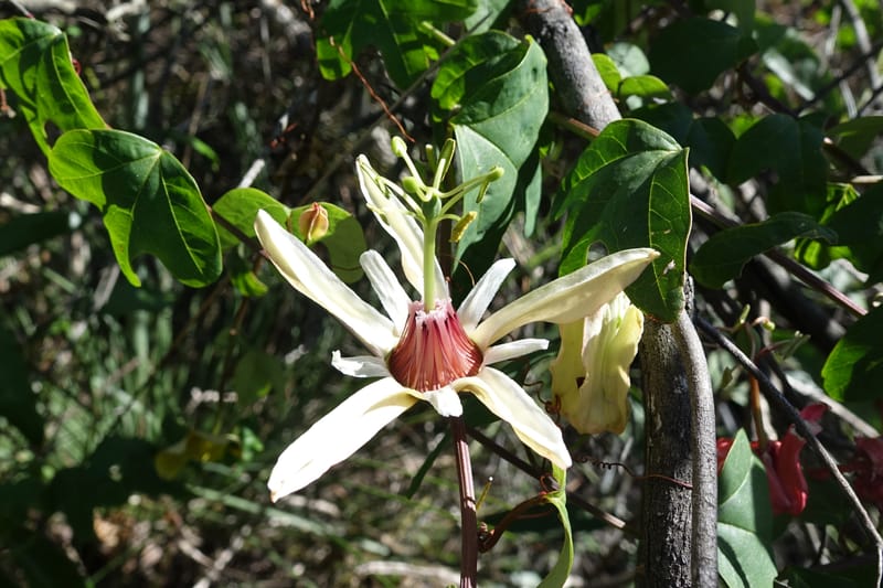Passiflora aurantia, Davidson, C 13330--Australia. Qld. Jacob's Well. 16 Oct 2016. DSC02498 (83).JPG