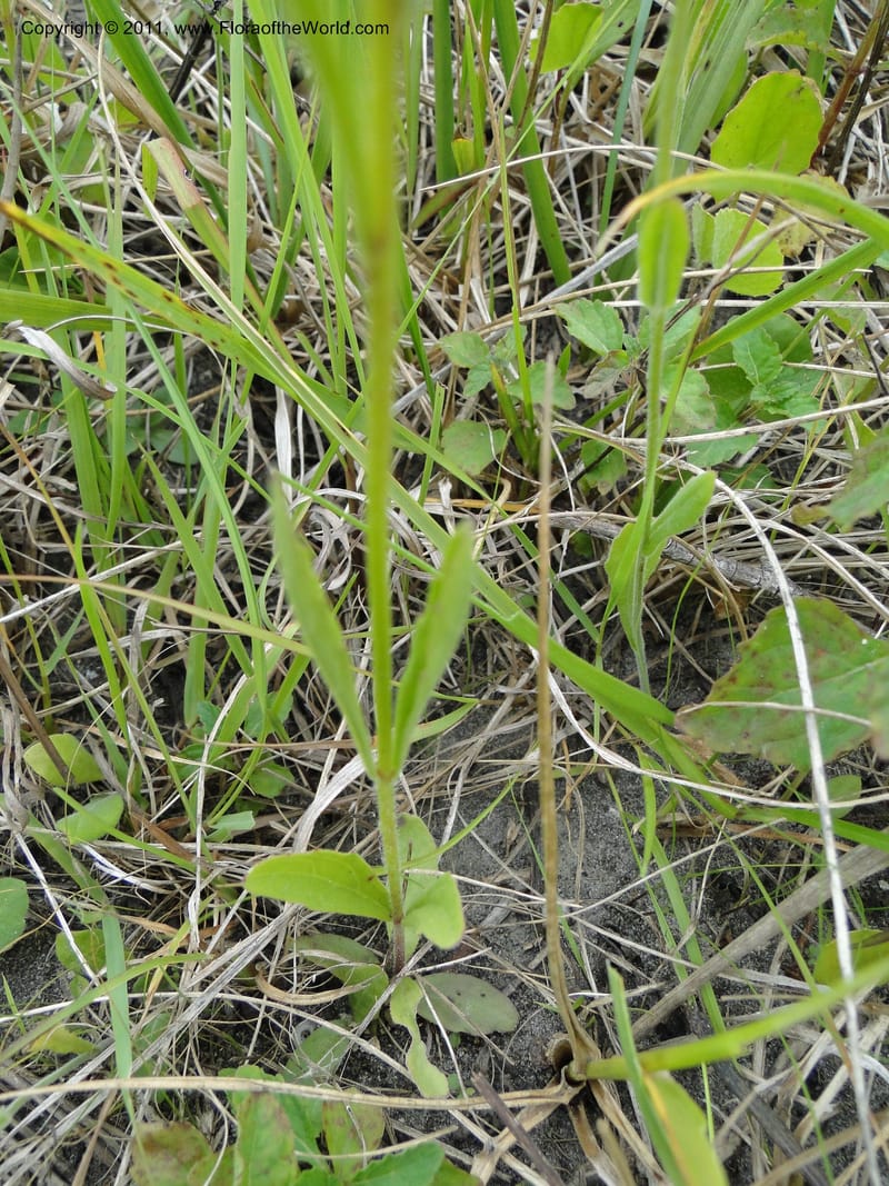Buchnera americana, Mori, S 27419, USA, North Carolina, Jones Co, Catfish L Rd 10.5 miles from jct with Hwy 58, E of Maysville, 23 May 2010 (4).JPG
