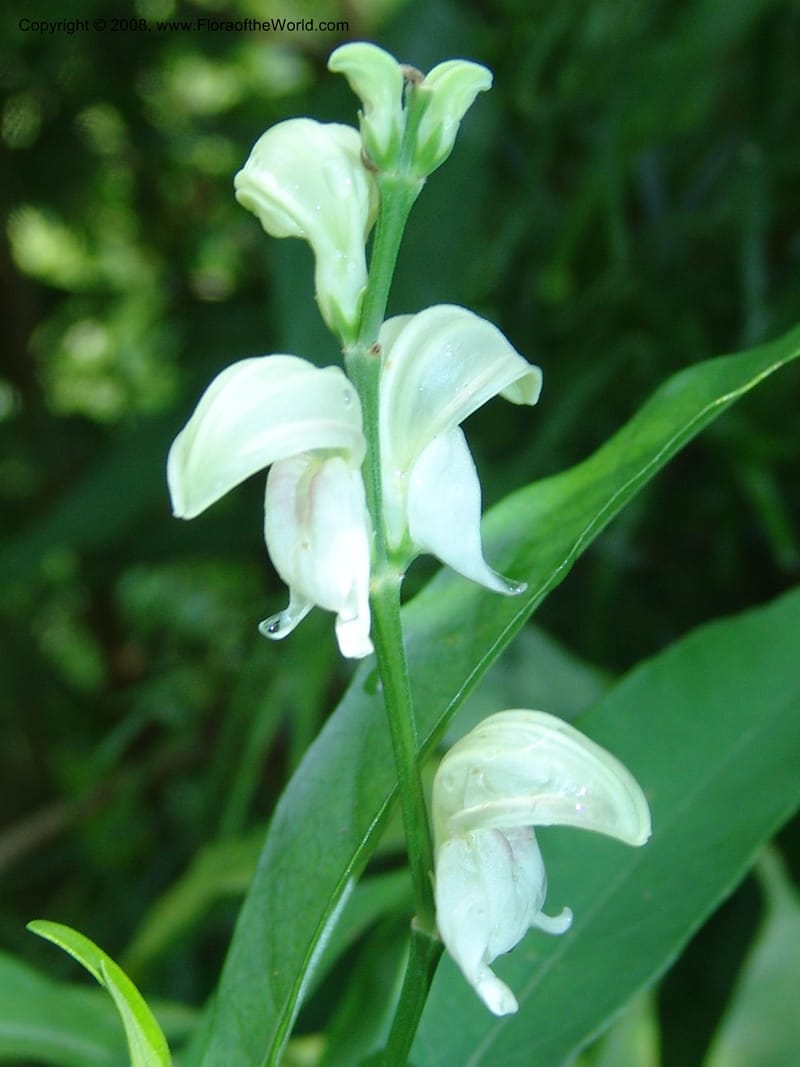 Justicia aconitiflora--So. Africa. Lowveld Nat. Bot. Gard. 14 Mch 05. 130.jpg