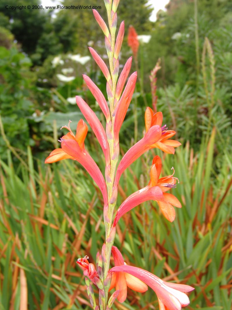 Watsonia intermedia--CA. San Francisco Arbor. 3 Jul 07. 231.jpg