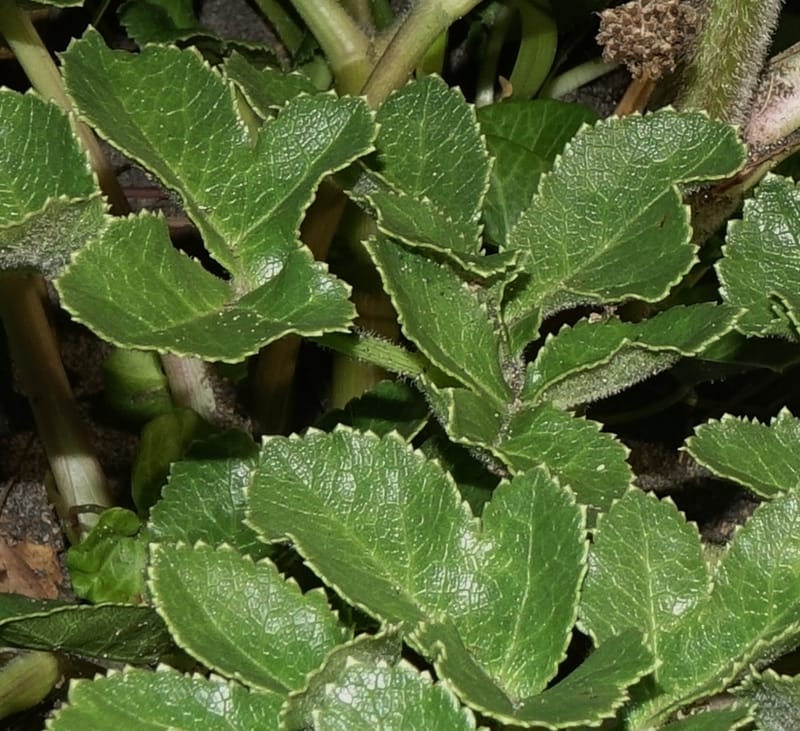 Glehnia littoralis--Japan. Hokkaido. Toyotomi-cho. 4 Aug 2016. DSC01106 (11).JPG