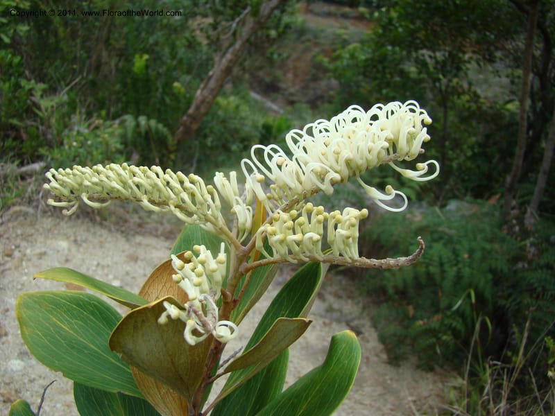 Grevillea exul, Minzinger, J 4674--New Caledonia, Province du Sud, Dumbea barrage,  11 Nov 2007 347 (2).jpg