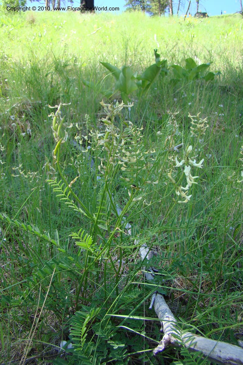 Astragalus stenophyllus, C. Davidson 11368--Idaho. Idaho Co. Salmon River. Polly Bemis Ranch. 27 May 2009. 171.jpg