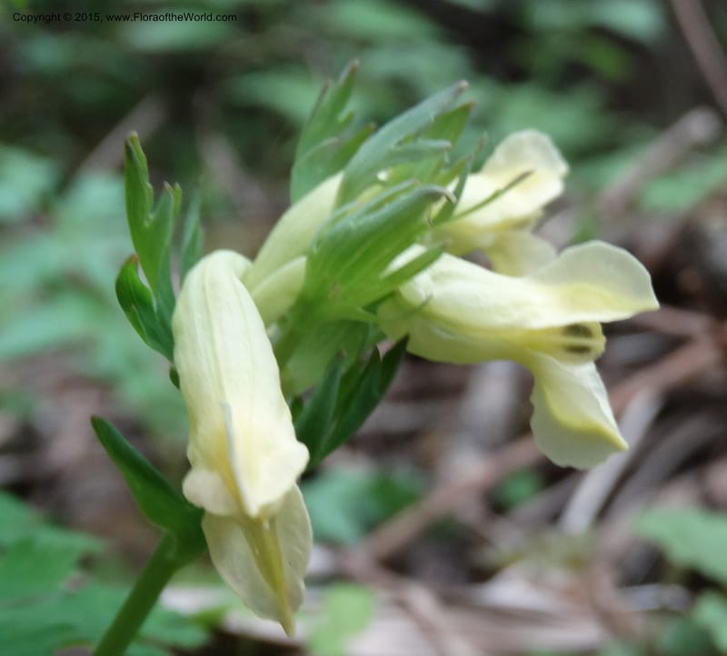 Corydalis, Not collected--China. Sichuan. ShaShiDuo. 8 May 2014. DSC04232 (134).JPG