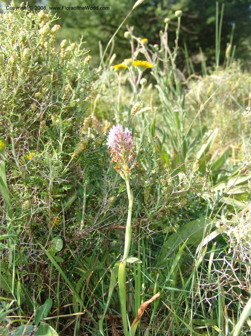 Anacamptis pyramidalis--Crete. Ep. Kisamos. Sirikari Gorge. 25 May 05. 088.jpg