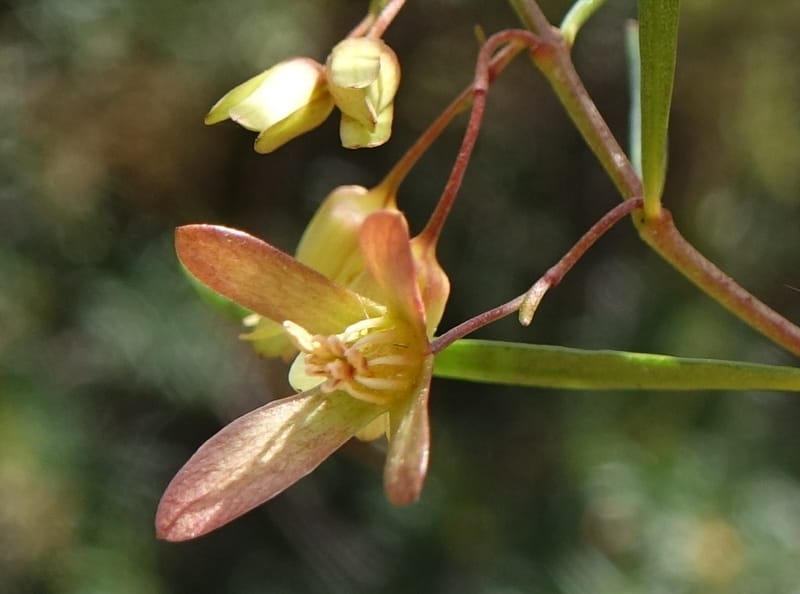 Aphanopetalum clematideum, Davidson, C 13444--Australia. W.A. Geraldton. Chapman River. 25 Oct 2016.  (70).JPG