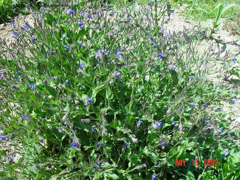 Borago officinalis--Italy. Umbria. Hillside in Todi. SRC16 May 02. 001.jpg