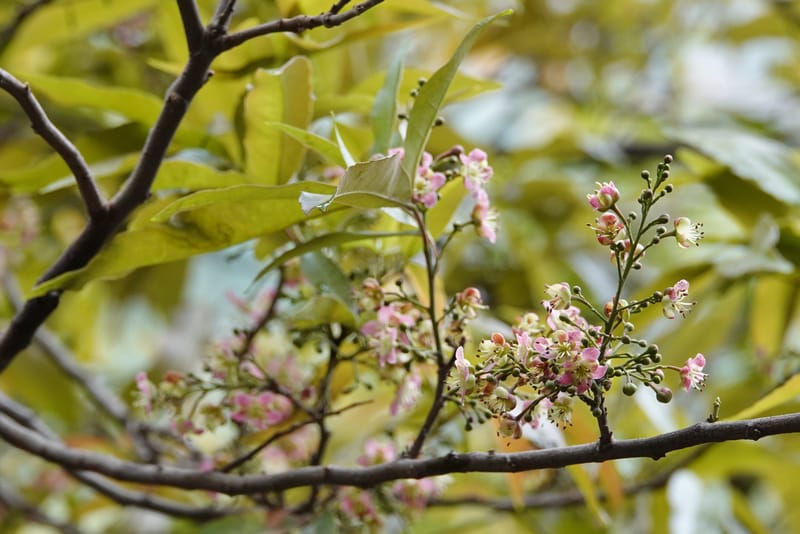 Delavaya toxocarpa, D. Boufford 44087--China. Yunnan. Xinshao Village. 28 Apr 2018. DSC00001 (44).JPG