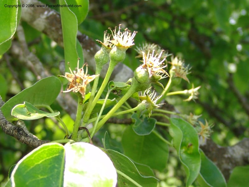 Pyrus caucasica--Georgia. 2 km S of Bakuriani, rd to Khrats'koros. 6 Jun 05. 400.jpg