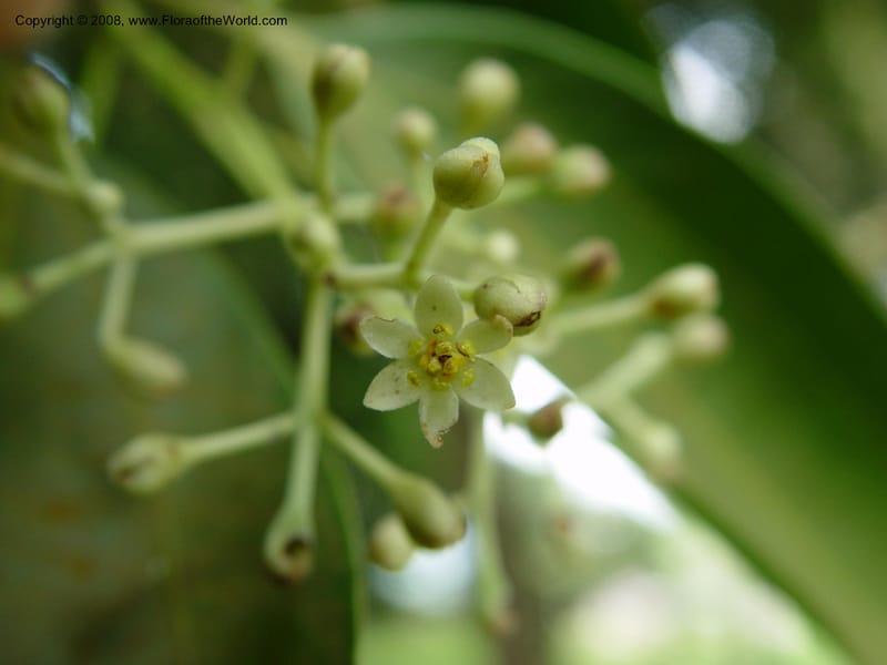 Cinnamomum zeylanicum--Cameroon. Limbe Botanic Garden. 4 Dec 03. 074.jpg