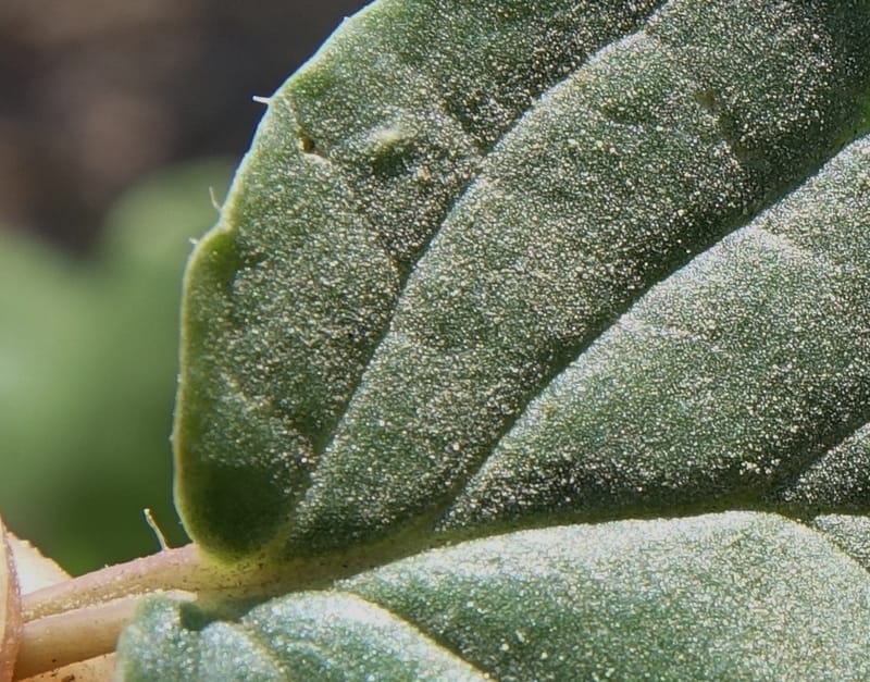 Boerhavia diffusa var. leiocarpa, Fortunato 13150--Argentina. S. of San Augustin. Las Bretes. 8 Feb 2018. DSC09370 (236).JPG