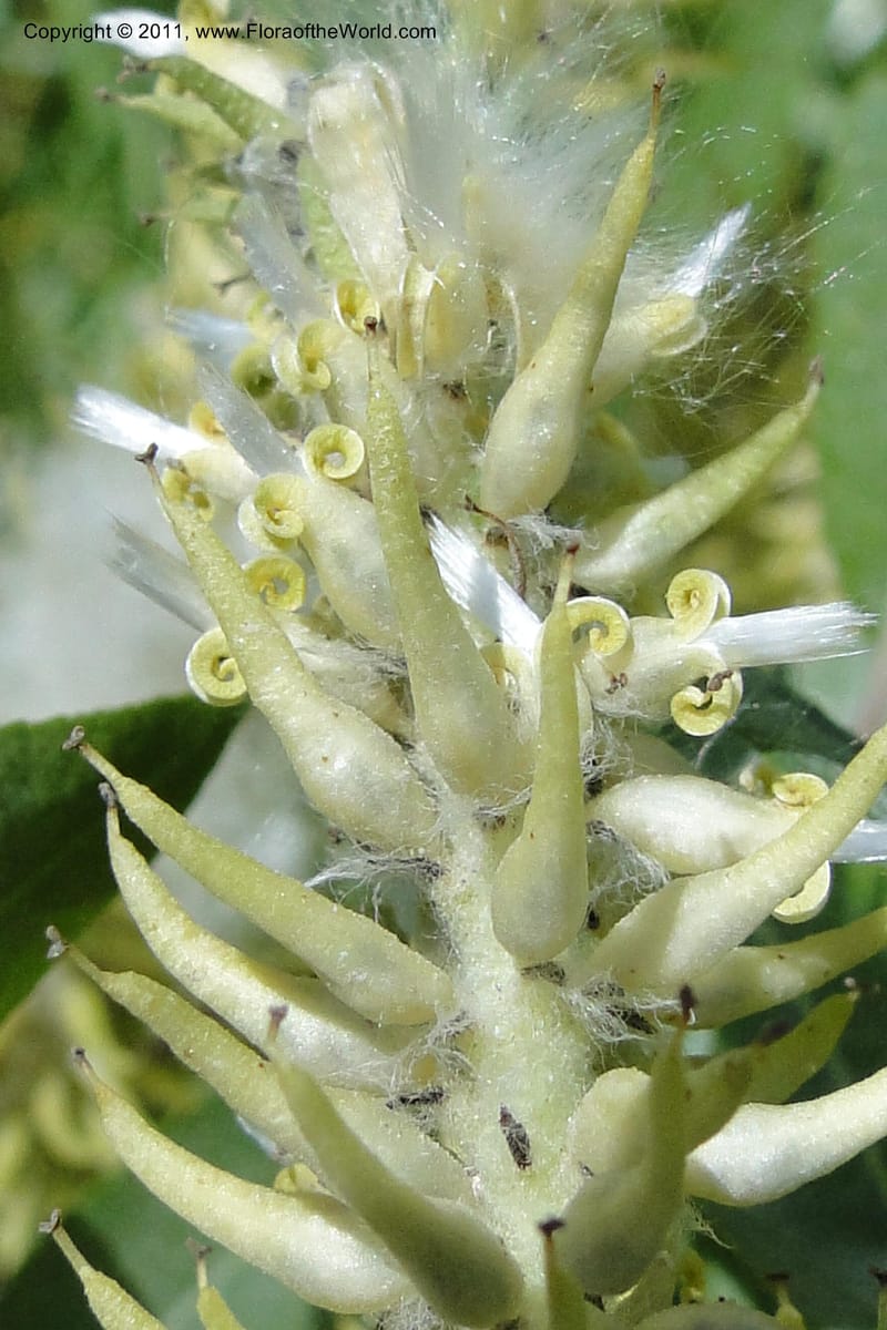 Salix, Davidson, C 11870--Idaho. Idaho Co. Warren Wagon Rd. 8 July 2011. 074 (12).jpg