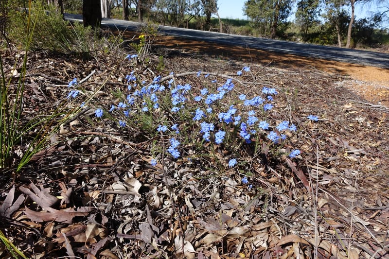 Lechenaultia biloba, not collected--Australia. W.A. Flora Rd. 22 Oct 2016. DSC03739 (76).JPG