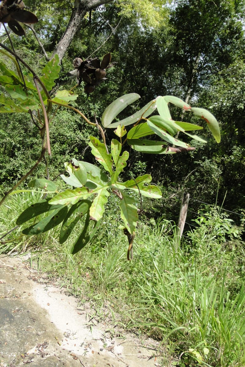 Merremia, W. D. Stevens 31279--Paraguay. Edo. Concepcion. Garay Cue. 21 Mar 2011. 197 (16).jpg