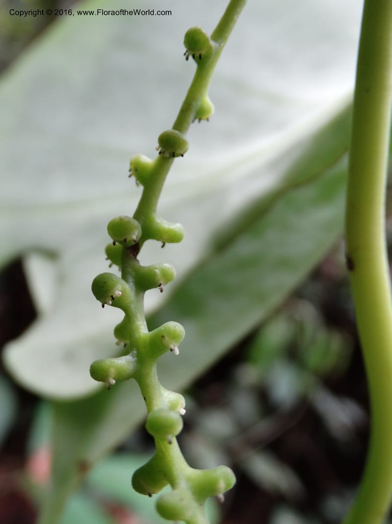 Piper, Davidson, C 12675--Sabah. Danum Valley. 4 Oct 2014. DSC01741 (233).JPG