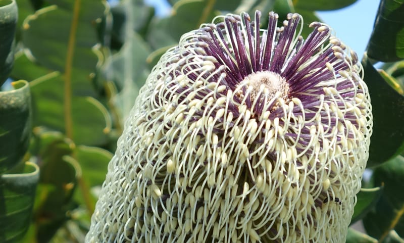 Banksia grandis, Not collected--Australia. W.A. Koondoola Bushland. 22 Oct 2016. DSC03457 (271).JPG