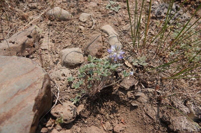 Lupinus lepidus var. lobbii, Davidson 14202--OR. Harney Co. Steens Mtn. July 2021. DSC09986 (526).JPG
