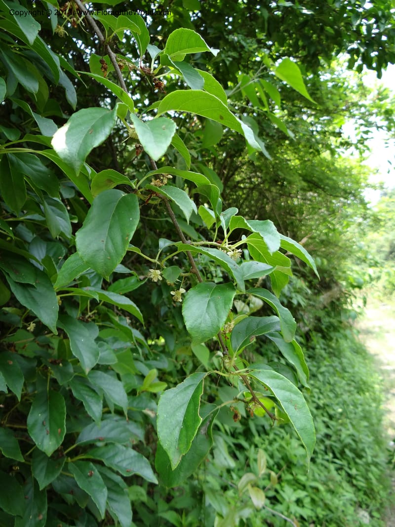 Actinidia callosa var. discolor, Li Pan 1205270--China. Zhejiang Prov. Shunxi Village. 28 May 2012. DSC00347 (106).JPG