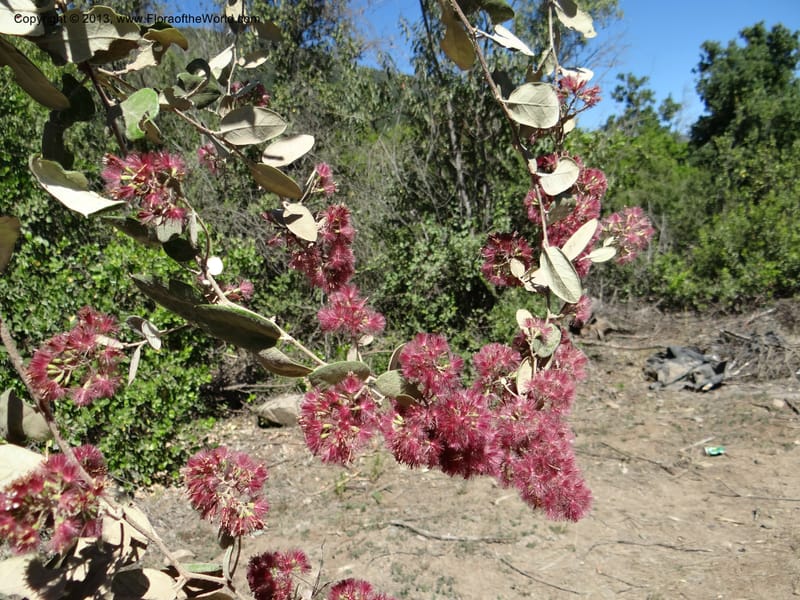 Proustia pyrifolia, WDS 34170--Chile. E of San Clemente. 21 Feb 2013.  (19).JPG