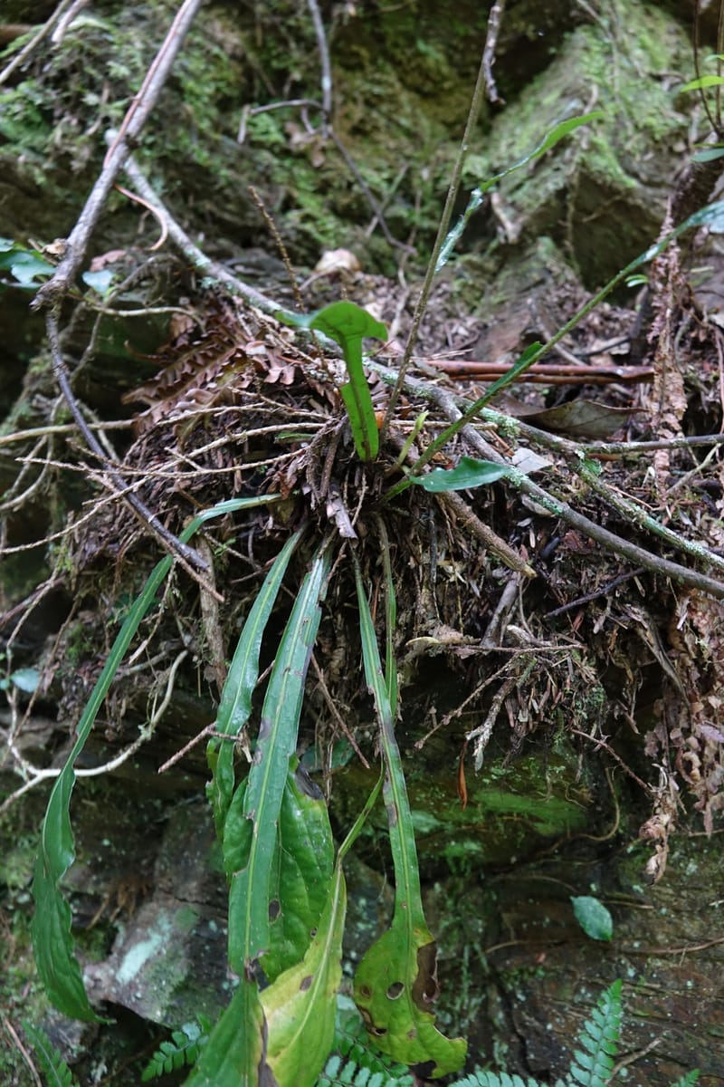 Ainsliaea latifolia, Tseng Yu-Hsin 1331--Taiwan. Taroko Nat. Park. Mt. Bilu Trail. 21 May 2016.  (138).JPG