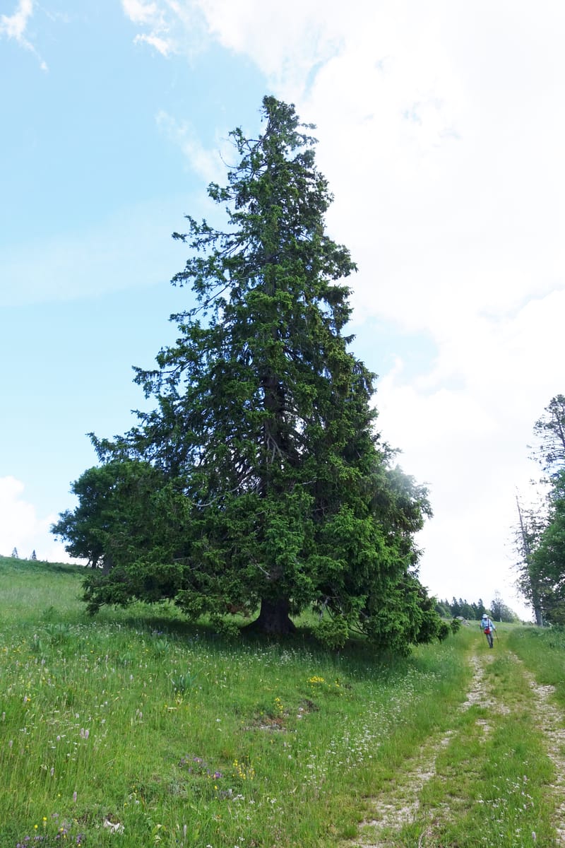 Picea abies, Not coll.--Switzerland. Col de Marchairuz. Simeon. 29 Jun 2016. DSC06067 (55).JPG