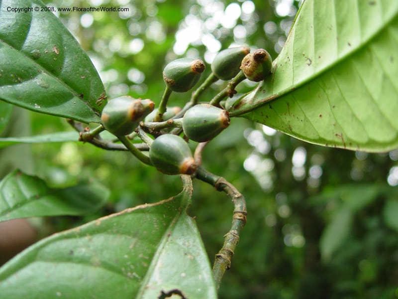 Psychotria--Cameroon. Mt. Cameroon. 5 Dec 03. 050.jpg