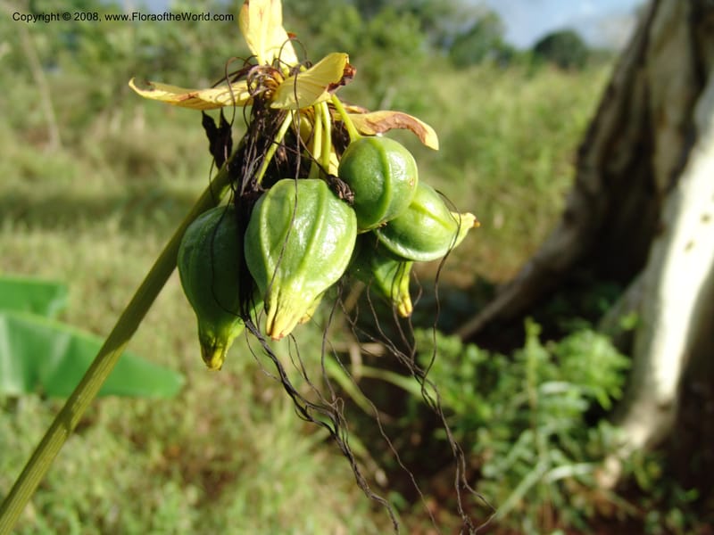 Tacca--Tanzania. Hwy B1. W of Muheza. 28 Jun 04. 330.jpg