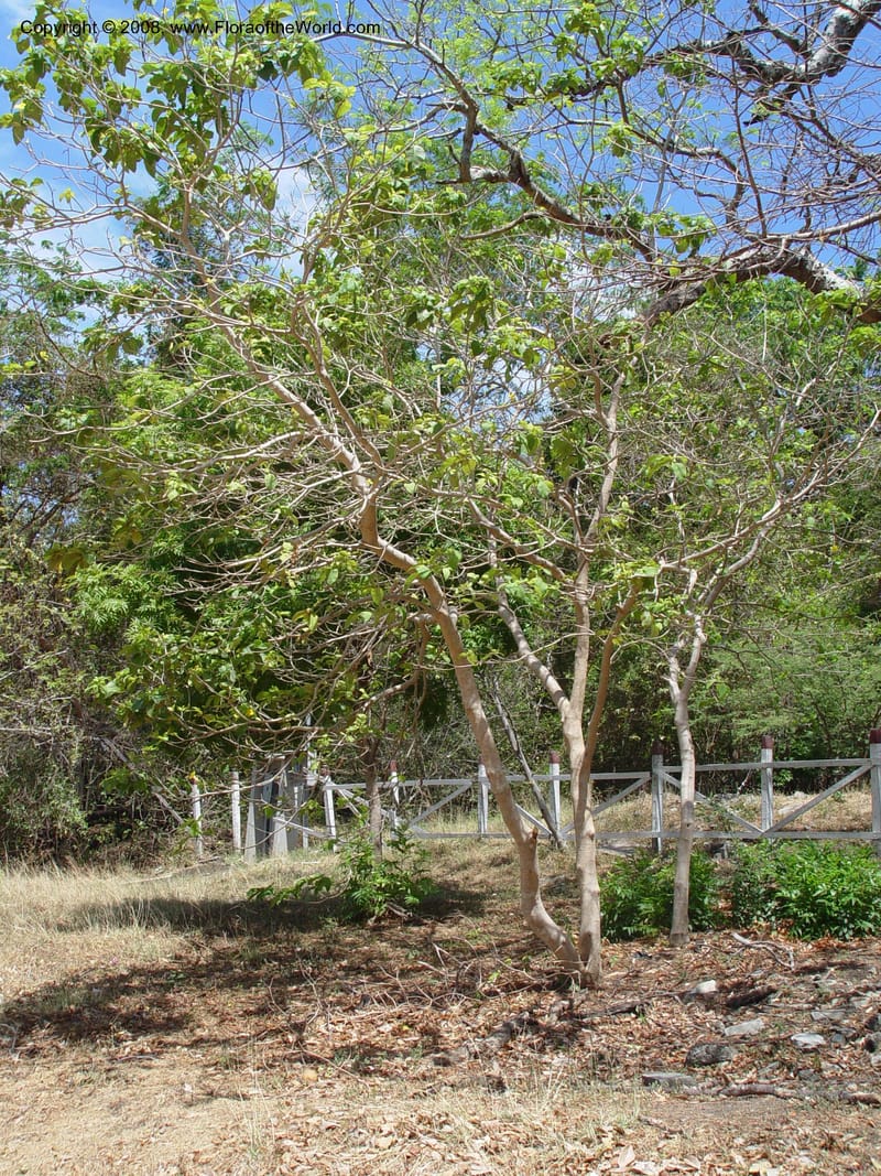 Stemmadenia obovata--Costa Rica. Palo Verde Biol. Sta. 30 Mar 04. 031.jpg