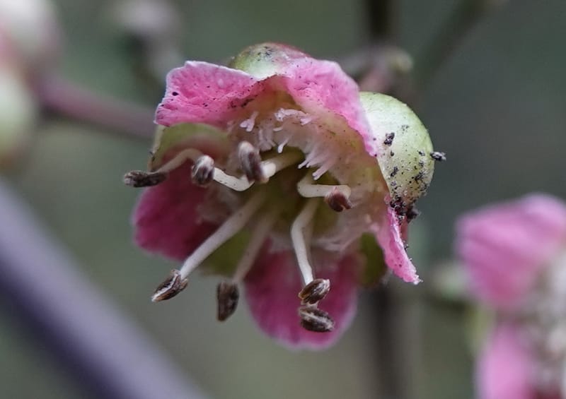Delavaya toxocarpa, D. Boufford 44087--China. Yunnan. Xinshao Village. 28 Apr 2018. DSC00001 (56).JPG