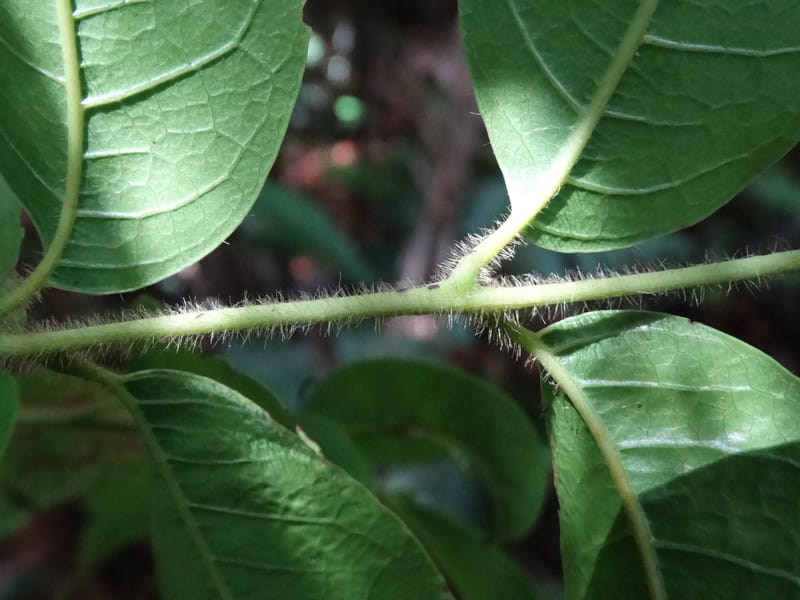 Alectryon hirsutus, Munzinger, J 7420--New Caledonia. Foret du Koghi. 13 Fri 2015. DSC02196 (182).JPG