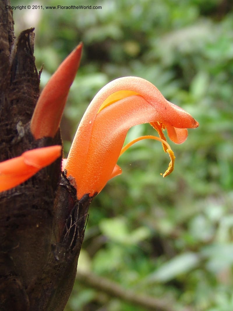 Pitcairnia, Croat 95144--Ecuador. Esmeraldas. Alto Tambo. 21 Feb 05. 260 (9).jpg