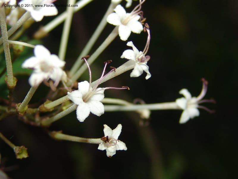 Clerodendrum, ZRogers1088--Madagascar. Ankorikakely Vil., Rd  to Sakalava Bay. 4 Nov 06. 218 (4).jpg