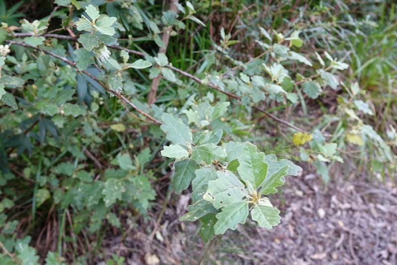 Chorilaena quercifolia, Davidson, C 13509--Australia. W.A. Valley of the Giants Rd. 29 Oct 2016. DSC06689 (42).JPG