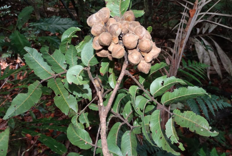 Alectryon hirsutus, Munzinger, J 7420--New Caledonia. Foret du Koghi. 13 Fri 2015. DSC02196 (154).JPG