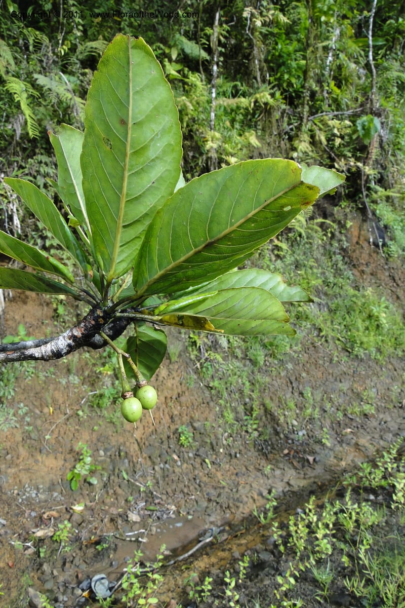 Elaeocarpus, M. Tuiwawa 4923--Fiji. Area of Monasavu Dam I. 9 Feb 2011. 490 (3).jpg