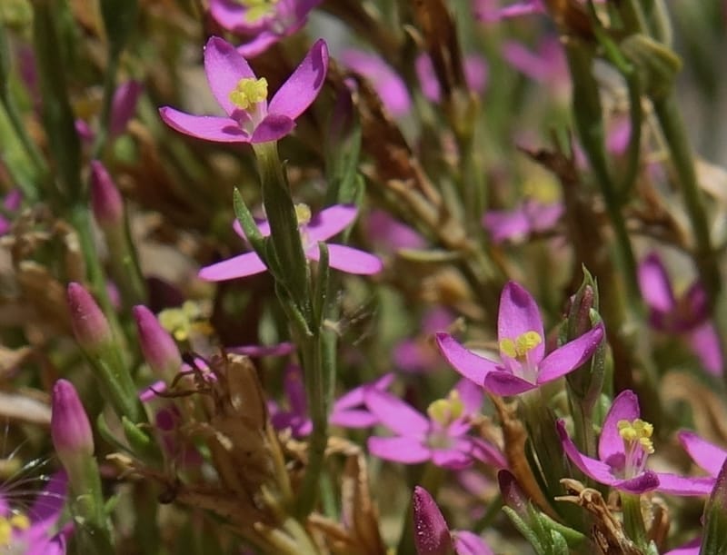 Centaurium pulchellum, Fortunato 13214--Argentina. Pedernal, Hwy 153. 10 Feb 2018. DSC00169 (53).JPG