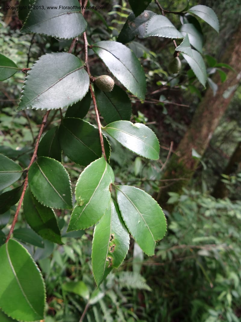 Camellia oleifera, Davidson, C 11952--China. Zhejiang Priv. Tian Mu Shan. 31 May 2012. DSC00927 (68).JPG