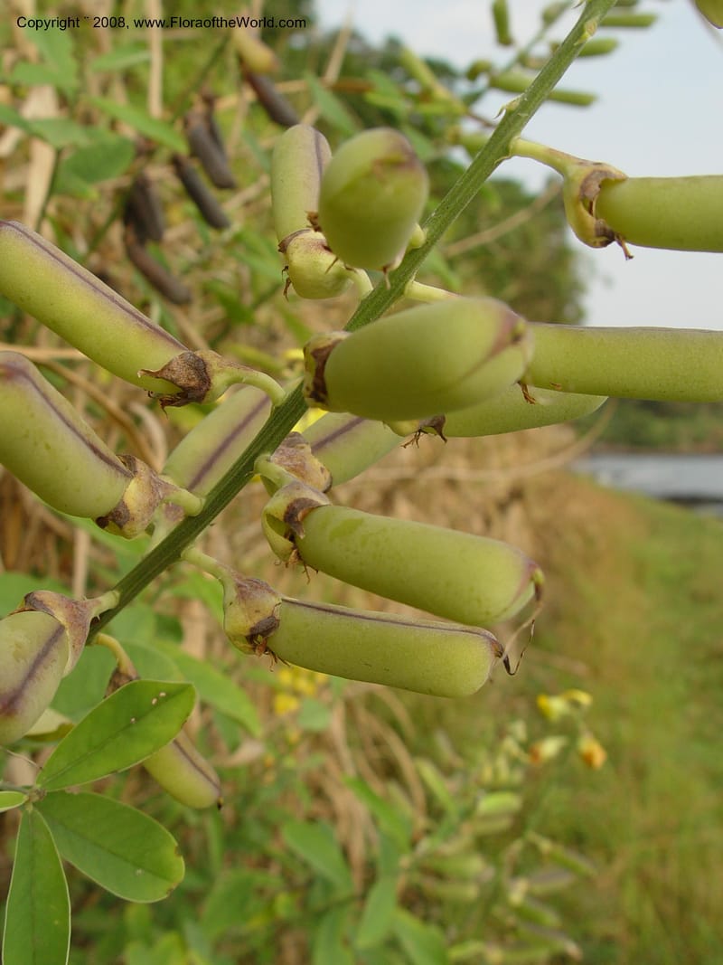 Crotalaria retusa--Cameroon. Limbe Botanic Garden. 4 Dec 03. 296.jpg
