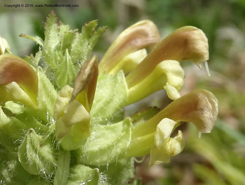 Pedicularis canadensis, Davidson, C 12963--North Carolina. Trans. Co. NC 215 and BRP. 12 May 2015. DSC04292 (48).JPG