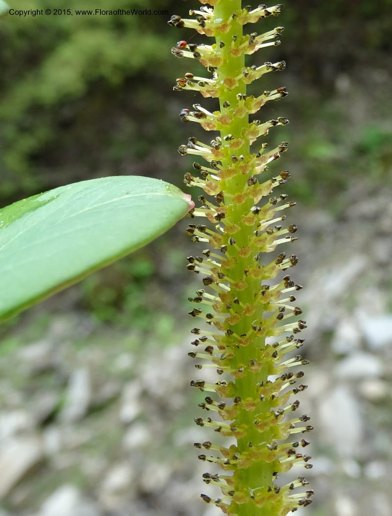 Salix, Boufford, D 43739--China. Sichuan. XinZhaZi Gou. 14 May 2014. DSC06426 (23).JPG