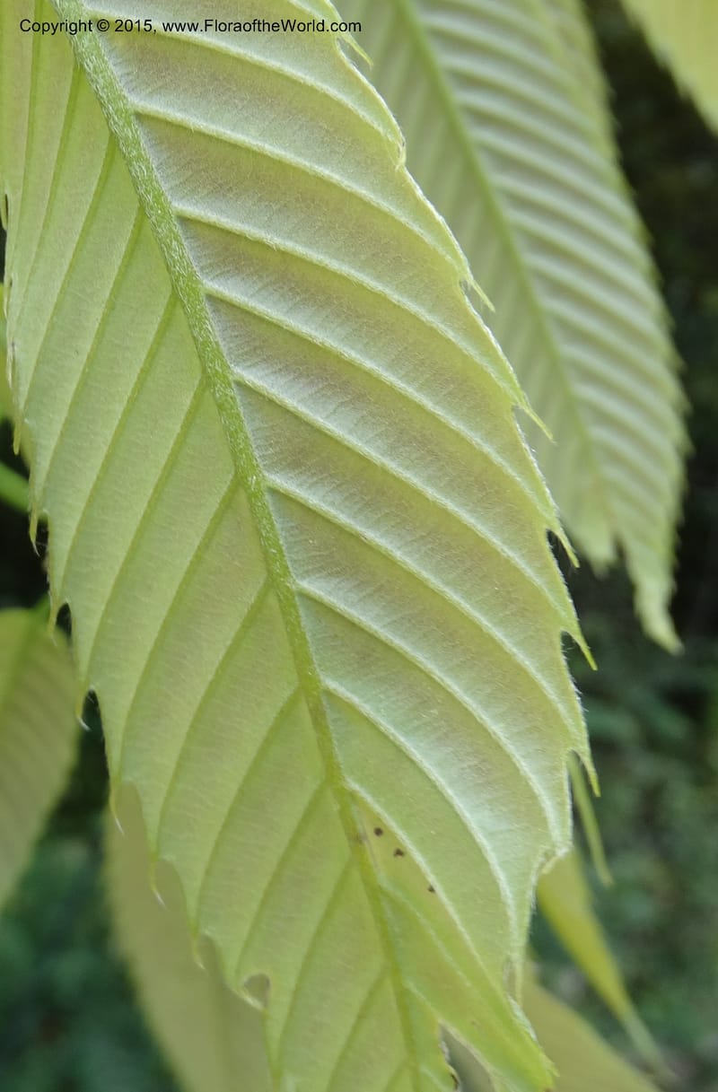 Quercus, Boufford, D 43691--China. Sichuan. LongDongZhen on Rd. to LeiYuan Shan. 13 May 2014. DSC05860 (131).JPG