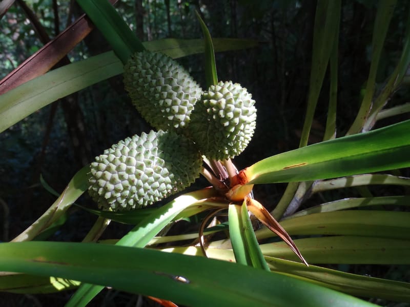 Freycinetia, Callmander, M 1234--New Caledonia. Haute Robinson. 11 Nov. 2015. DSC00909 (441).JPG