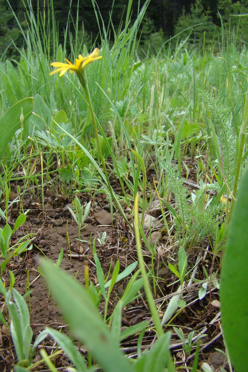 Microseris nutans, C. Davidson 11421--Idaho. Adams Co. Smokey Boulder Rd. 6 June 2009. 177.jpg