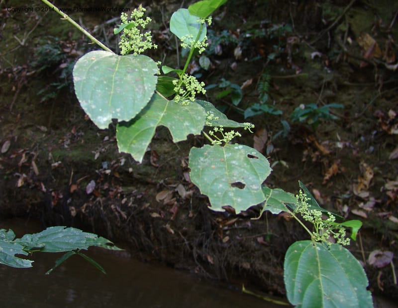Celtis iguanea, Farfan 765--Peru. Edo. Madre de Dios. Quebrada Loboyoc. 21 Oct 05. 160 (13).jpg