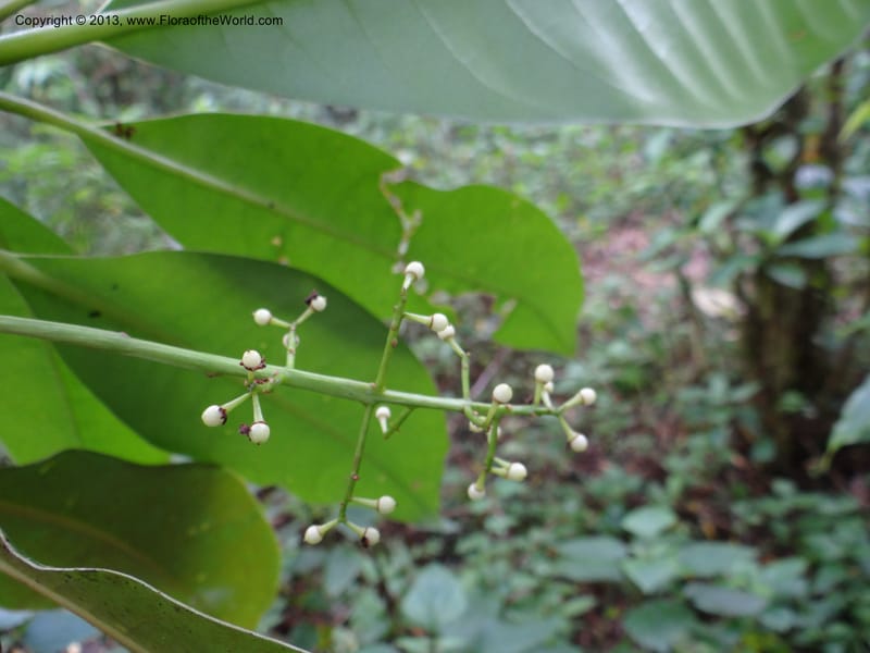 Meliosma simplicifolia, VC 5561--Thailand. Chiang Mai Prov. Doi Pha Hom Pok Nat. Park. 10 Nov 2012. DSC08349 (271).JPG
